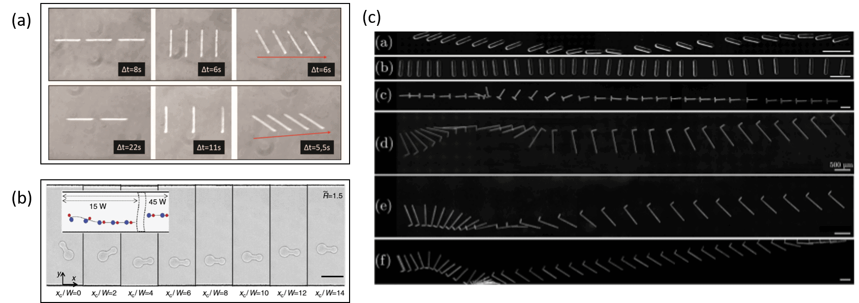 Transport of confined rigid particles in microfluidic devices