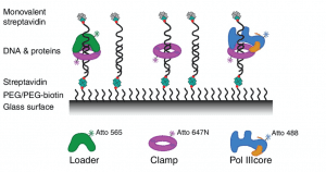 DNA Protein interaction colocalization microfluidics elvesys
