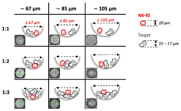 natural killer cells fig 1