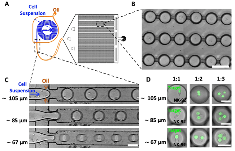 natural killer cells fig 3