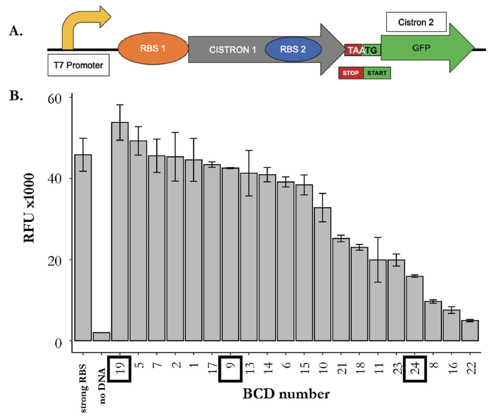 bicistronic designs fig 2