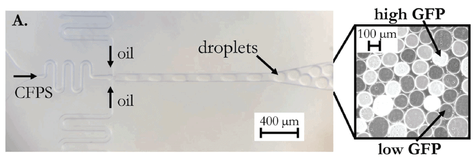 bicistronic designs fig 3A