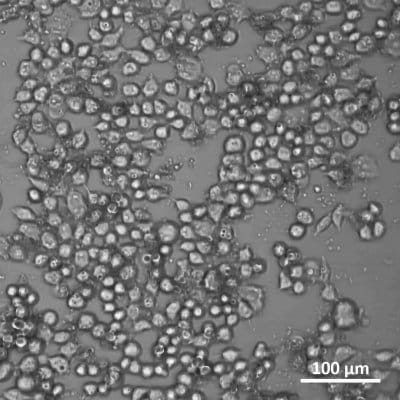 brightfield recirculation elveflow microfluidics