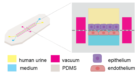 human bladder chip fig 2