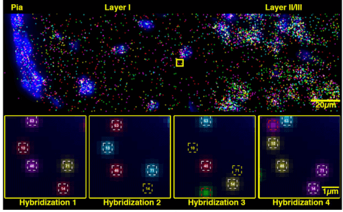 Spatial transcriptomics illustration