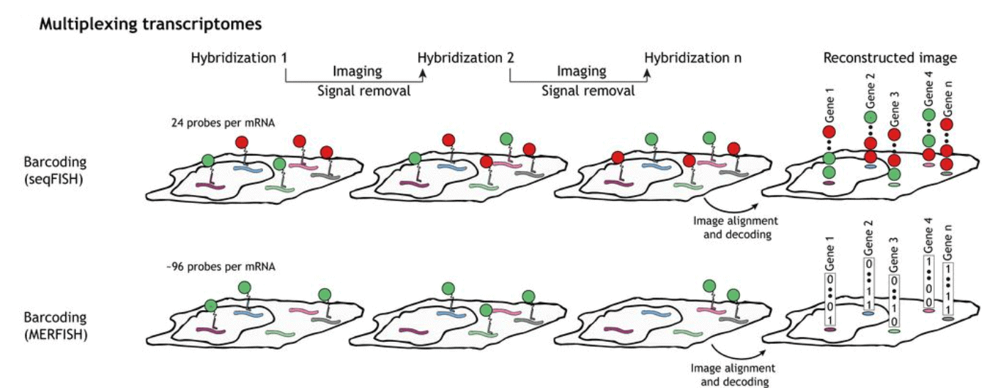 Spatial transnomics MERFISH seqFISH