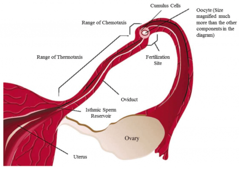 Female reproductive tract microfluidics sperm sorting