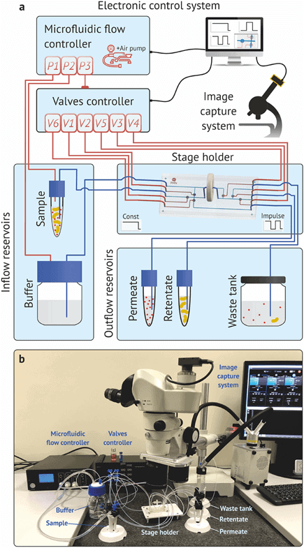 Figure 3 Microfluidic bacteria separation