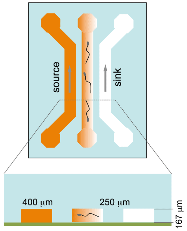 Microfluidic device chemotaxis mouse sperm