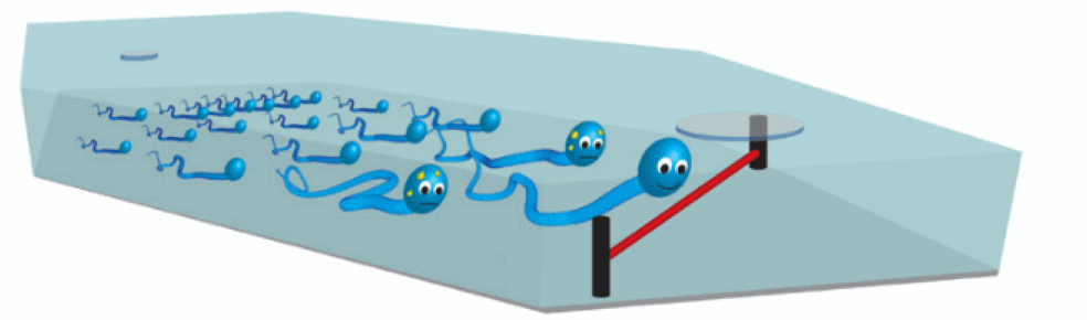 illustration of sperm sorting in microfluidics e1618922849928