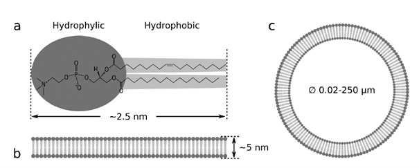 Fig 1  Liposome and Lipid nanoparticle