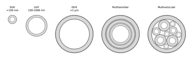 Fig 2  Liposome and Lipid nanoparticle