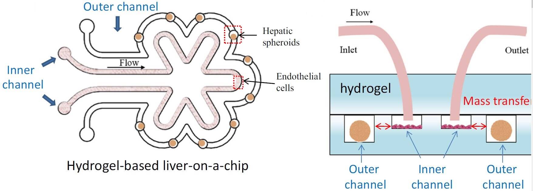 Microfluidic cell culture 5