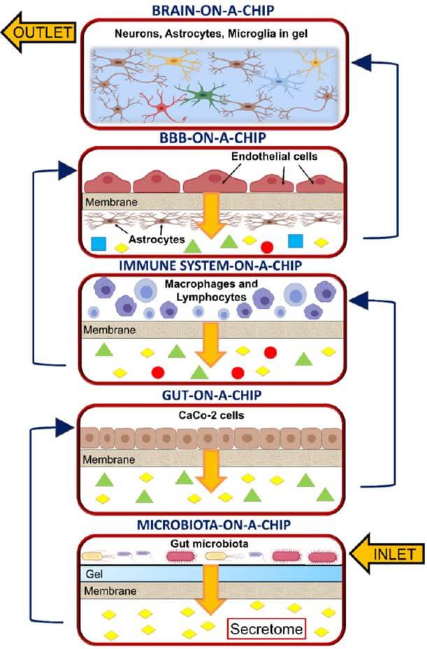 Microfluidic cell culture 6