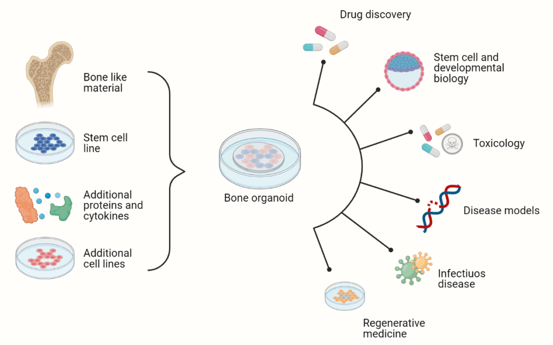 Organoid applications