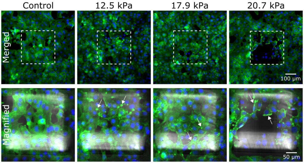 pressure control profiles for dynamic cell compression