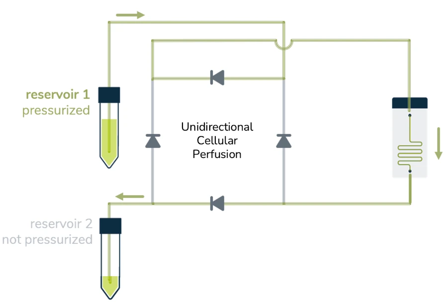 Unidirectional Cellular Perfusion Elveflow