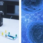 Elvesys microfluidics in vitro models for biomedical research