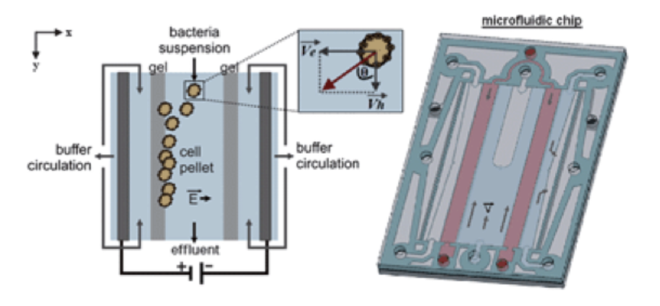 Illustration-of-the-electrophoretic-trapping-principle