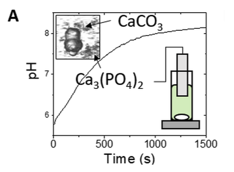 In droplets with thick shells, spherical hydroxyapatite particles