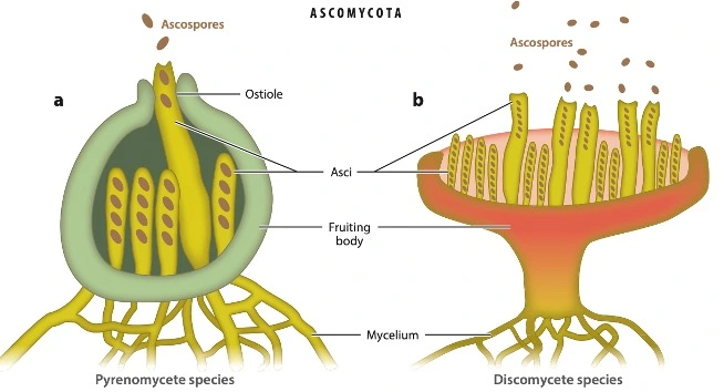 Illustration of active spore liberation process for a certain type of fungi – Ascomycota