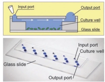 Figure 3. Schematic illustration and fabricated device image of a microfluidic chip for quantitatively studying spore germination process at single-cell level