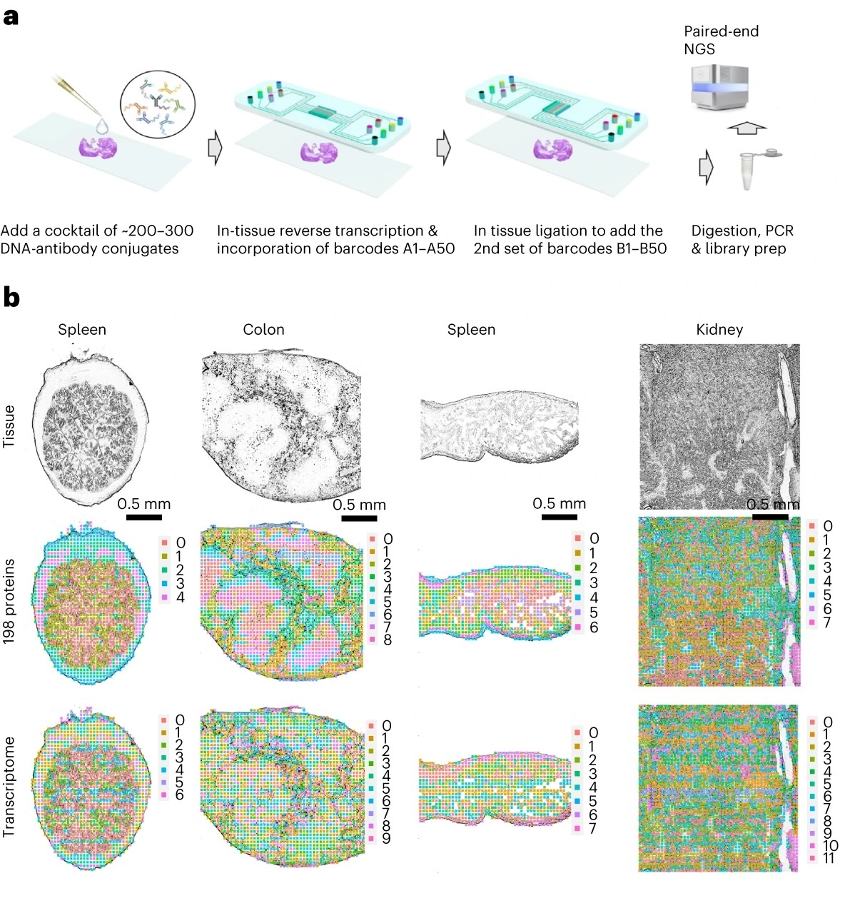 High plex protein and whole transcriptome - High Plex Protein And Whole Transcriptome Co Mapping At Cellular Resolution With Spatial CITE Seq 